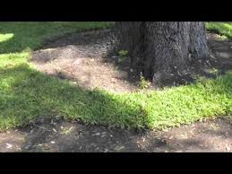 How long does it take new sod to root? St Augustine Grass Care Florida Fertilizer Lawn Maintenance Schedule How To Lay Sod Lawn Maintenance Schedule Lawn Maintenance