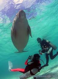 Each article comes with beautiful photos. 90 Sabah Land Below The Wind Ideas Sabah Borneo Malaysia