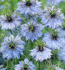 Love In A Mist Flower Seeds Annual Flowers Deer Resistant Plants