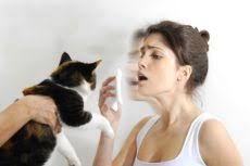 Kedi Alerjisi Nedir Belirtileri Ve Tedavisi