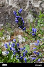 Image result for Zornia pratensis