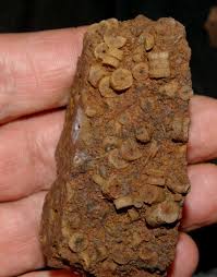 Maybe you would like to learn more about one of these? Devonian Givetian Crinoids For Sale Fossils Shop Amberabg