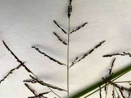 Image result for Sporobolus agrostoides