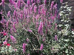 Image result for Lythrum