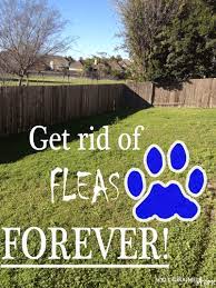 We did not find results for: How To Get Rid Of Fleas Naturally Forever Well Groomed Home