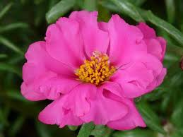 Image result for Portulacaceae