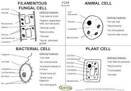 Check spelling or type a new query. Fungi Fungi Are Multicellular Eukaryotic Meaning Their Cells Have A Nucleus Organisms They Have Similarities To Both Plants And Animals But Differences That Make Them Unique Some Things They Have In Common With Plants Are Have Cell Walls Have