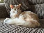 Oriental Longhair Cat Breeders: Fanciers Breeder Referral List