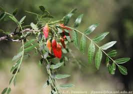 Image result for Schinopsis