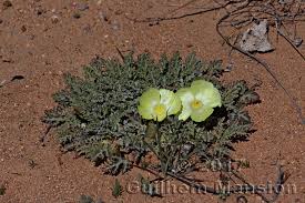 Image result for Grielum