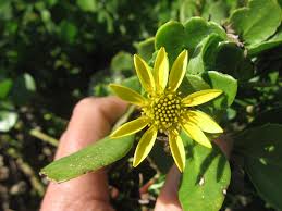 Up 26x yellow sticky glue paper insect trap catcher killer fly aphids wasp lot. Bitou Bush Declared Pest Agriculture And Food