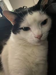 Still missing Buddy. Nine days now. If sighted please ring Animalsearch.uk  thank you