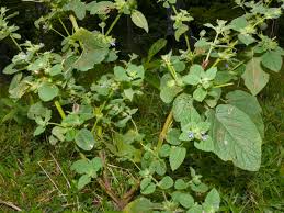 Image result for Mesosphaerum suaveolens
