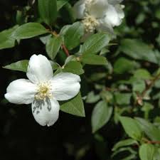 Birds eat fruit, hummingbirds, butterfly adult, butterfly larvae. Budburst Lewis Mock Orange
