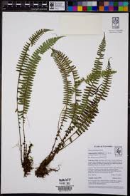 Image result for Amblovenatum opulentum