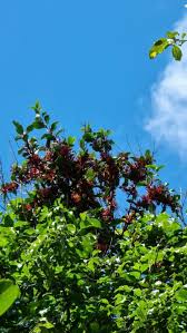 Image result for Agelanthus