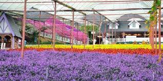 The retreat has a diverse population of more than 43,000 people. Semuanya Tentang Cameron Highlands Tarikan Terbaru Di Cameron Highlands Iatu Taman Lavender