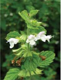 Image result for Melissa officinalis