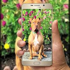 I love how jules is clearly mad but she doesn't want to get physical with saud which i love, she clearly cares for him and doesn't like to get violent with himmuch love and i just wanna say jules looks soooo amazing and gorgeous. Jules And Saud Wallpapers For Android Apk Download