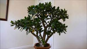 Maybe you would like to learn more about one of these? Encouraging My Jade Plant To Flower Youtube