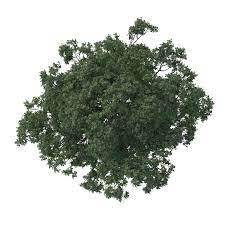 Making Of The White 3d Architectural Visualization Rendering Blog Tree Photoshop Trees Top View Tree Plan
