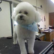 With 88 combined years of experience, groomingdales pet salon & day spa is still pleasing the pet owners in southwest ohio after 21 years! Photos At Groomingdales Pet Salon Day Spa Pet Service