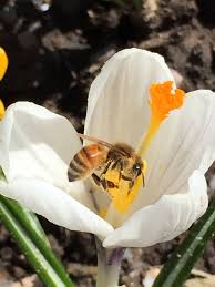 Profile for Mid Hudson Hives