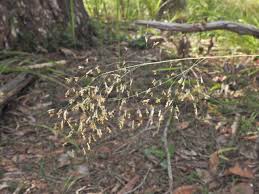 Image result for Capillipedium