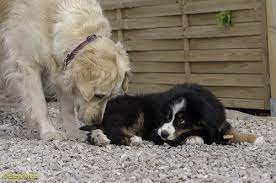 Prof yacouba konaté quitte la maison avec 42 mois d'arriérés de salaire zambie : Difference Avec Une Famille D Accueil Pour Chien Chat Animal Fute