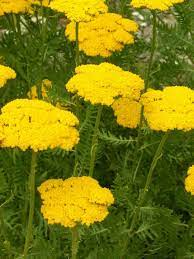 Pin On Yarrow
