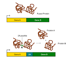 2a Self Cleaving Peptides Wikipedia