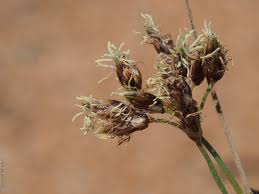 Image result for Fimbristylis dichotoma