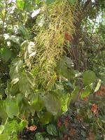 Image result for Alchornea cordifolia