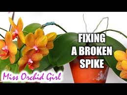 Don T Fret If Your Orchid Stem Breaks Your Plant Can Recover From The Breakage With A Little Tlc Flower Spike Orchids Orchid Flower