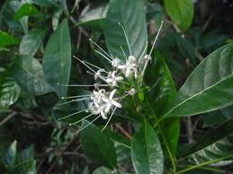 Image result for Pavetta uniflora