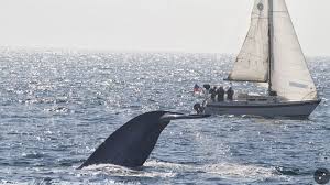 Check spelling or type a new query. Media Dana Point Harbor