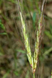 Image result for Alloeochaete geniculata