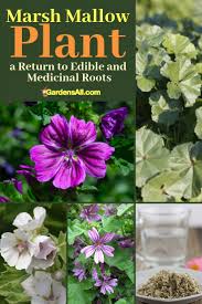 Its history stems from nearly 3000 years ago as a folk remedy back in the times of ancient egypt and greece. Marsh Mallow Plant A Return To Edible And Medicinal Roots