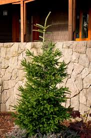 Image result for Vismia orientalis