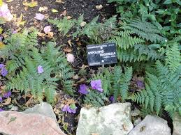 Image result for Hypolepis rugosula