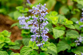 Image result for Plectranthus elegans