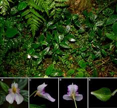 Image result for Meiosperma bracteatum