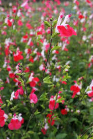 Maybe you would like to learn more about one of these? Native Sons Annotated Catalog S Plants Wildflower Garden Hummingbird Plants