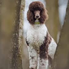 I have 4 beautiful miniature poodles for sale. Parti Poodle Breed Profile Information Spiritdog Training