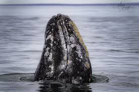 In addition, whale watching is becoming more common in the sea of cortez. Hello Whale Watching Whale Baja California Sur