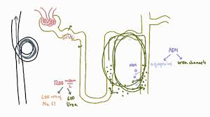 Role Of Urea In The Kidney Part 2 Youtube