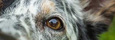 Cleaning Your Dog S Face And Eyes Pedigree