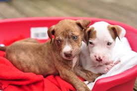 Our pitbull puppies' bloodlines are world renowned and time tested to produce the finest pitbull puppies in the world. Animal Welfare Crafty Tails