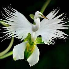 200pcs Japanese Egret Flowers Seeds White Egret Orchid Seeds Radiata Rare White Orchid Home Garden Orchid Seeds Strange Flowers Egret Orchid