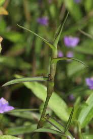 Image result for Cyanotis sp. aff. C. lapidosa